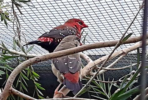 strawberry finch figgerits|Figgerits Rare Level 26 [ Answers ] .